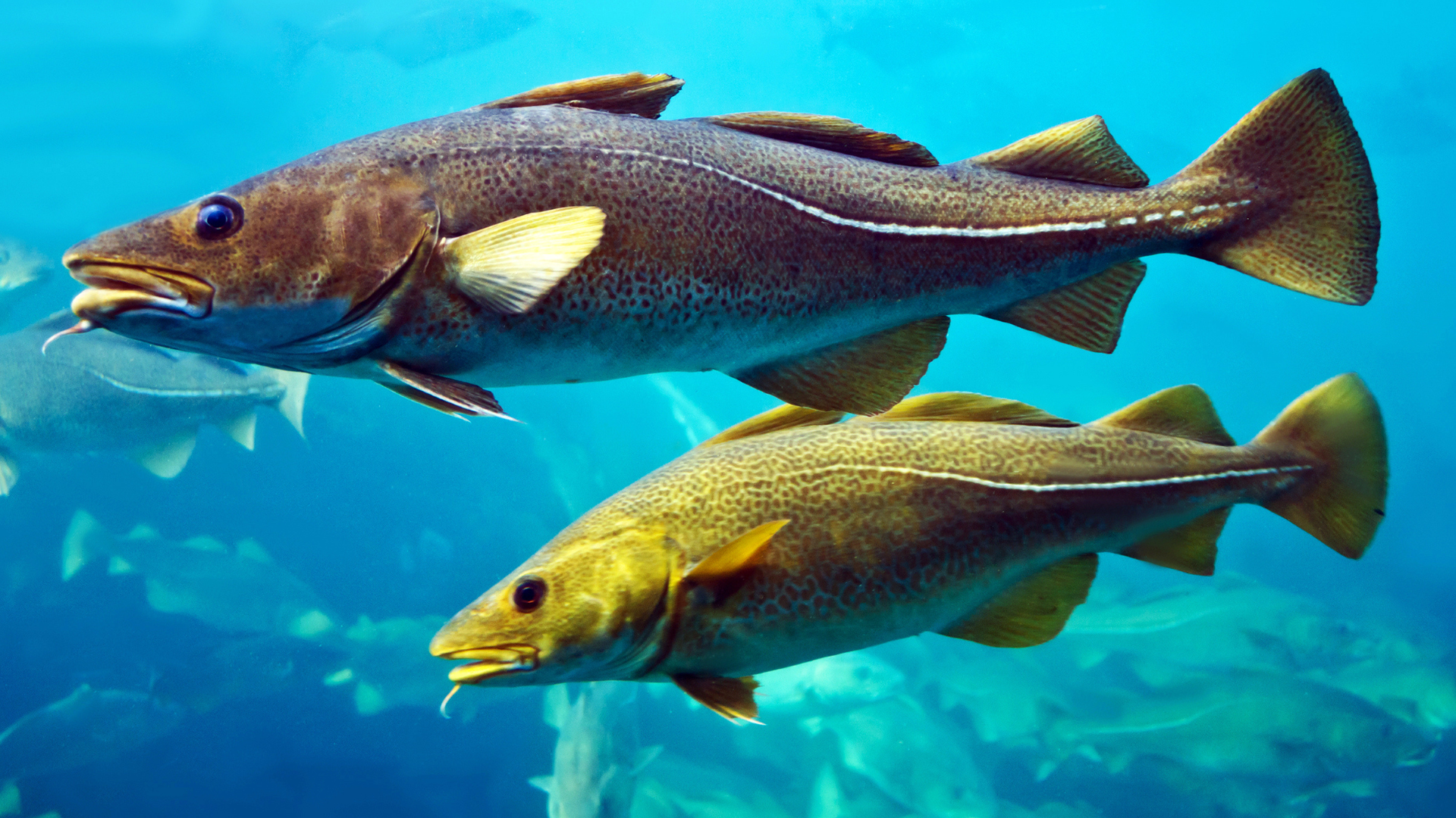 Red den danske torsk!