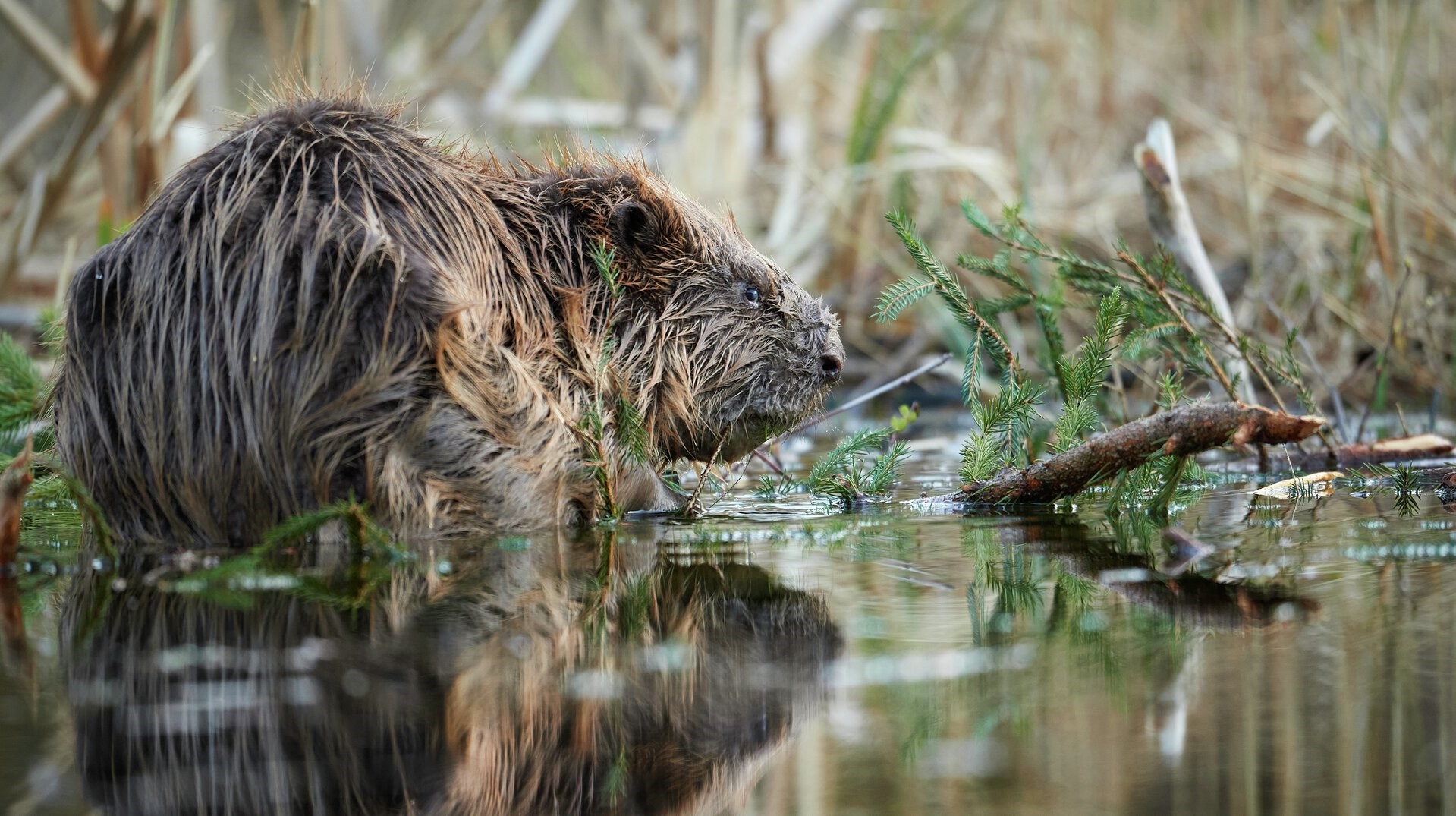 Fantastiske skabninger: Ingeniøren, der genopbygger den danske natur