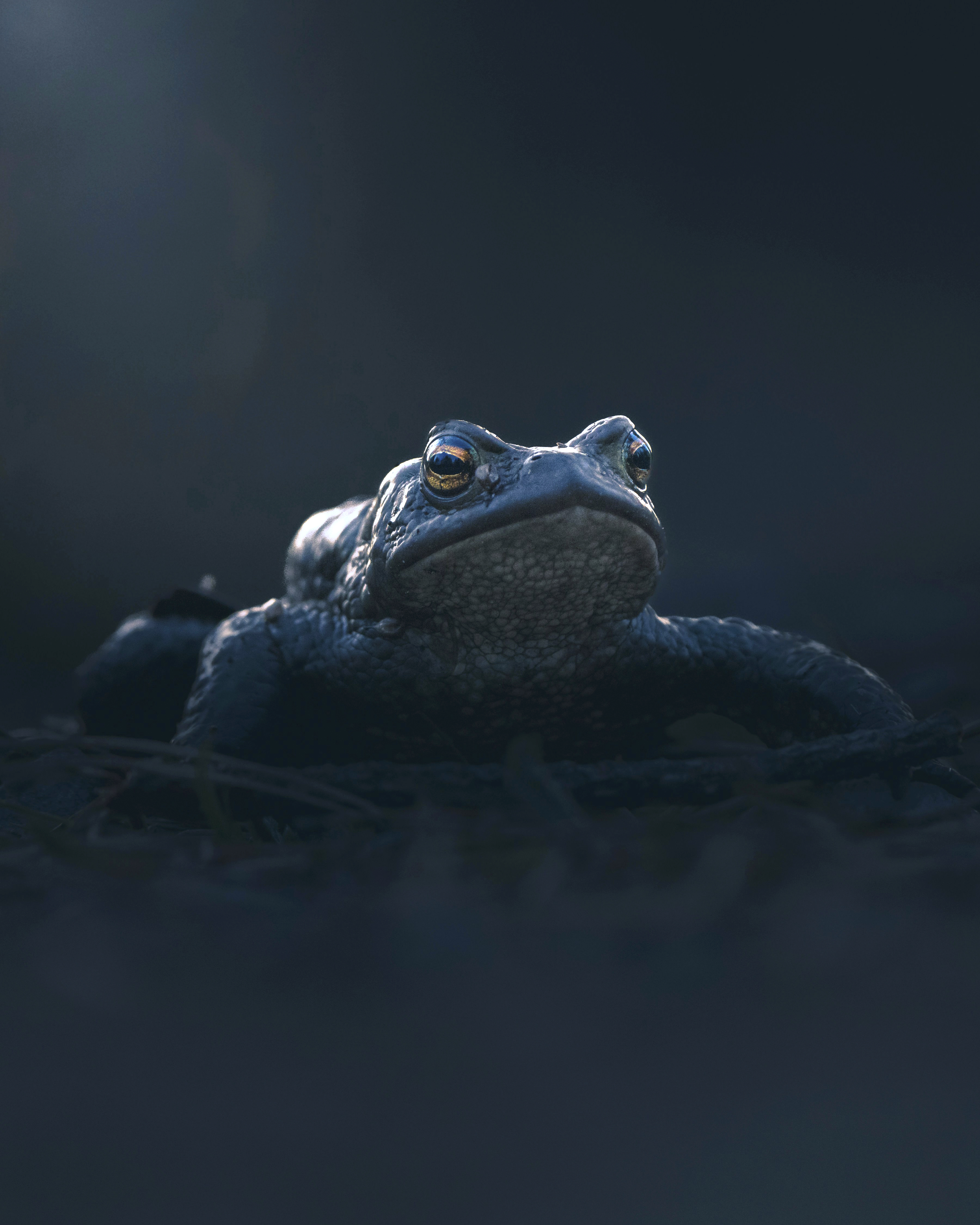 Fantastiske skabninger: Skrubtudsens store forårsvandring 