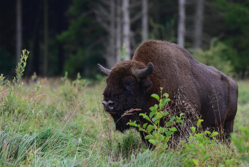Bisonokser flytter ind i kendt dansk naturområde