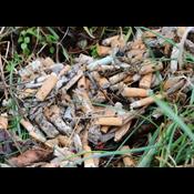 Resultatet er klar: Så meget blev der samlet på Affaldsindsamlingen