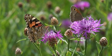 Det skal du plante i din have: Planter sommerfuglene elsker