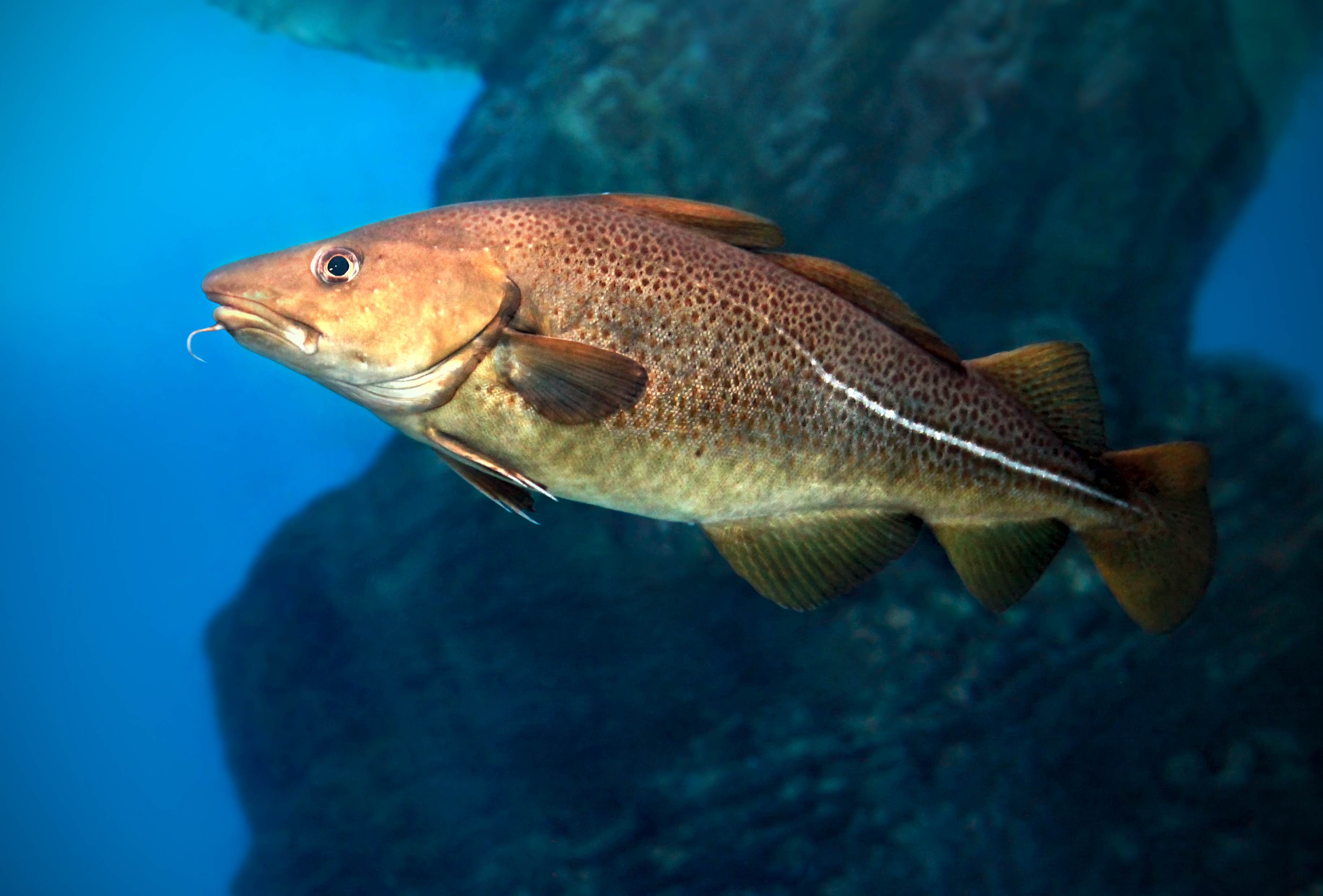 Drop nytårstorsken: Vi risikerer at miste en af vores allermest ikoniske fisk 