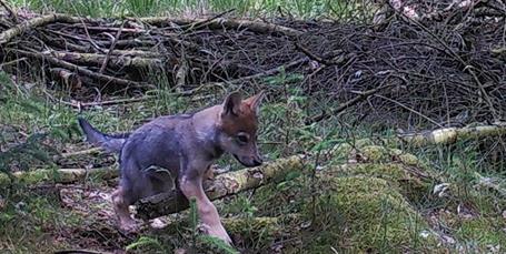 Ulven gør comeback: Seks nye ulveunger fundet i Vestjylland