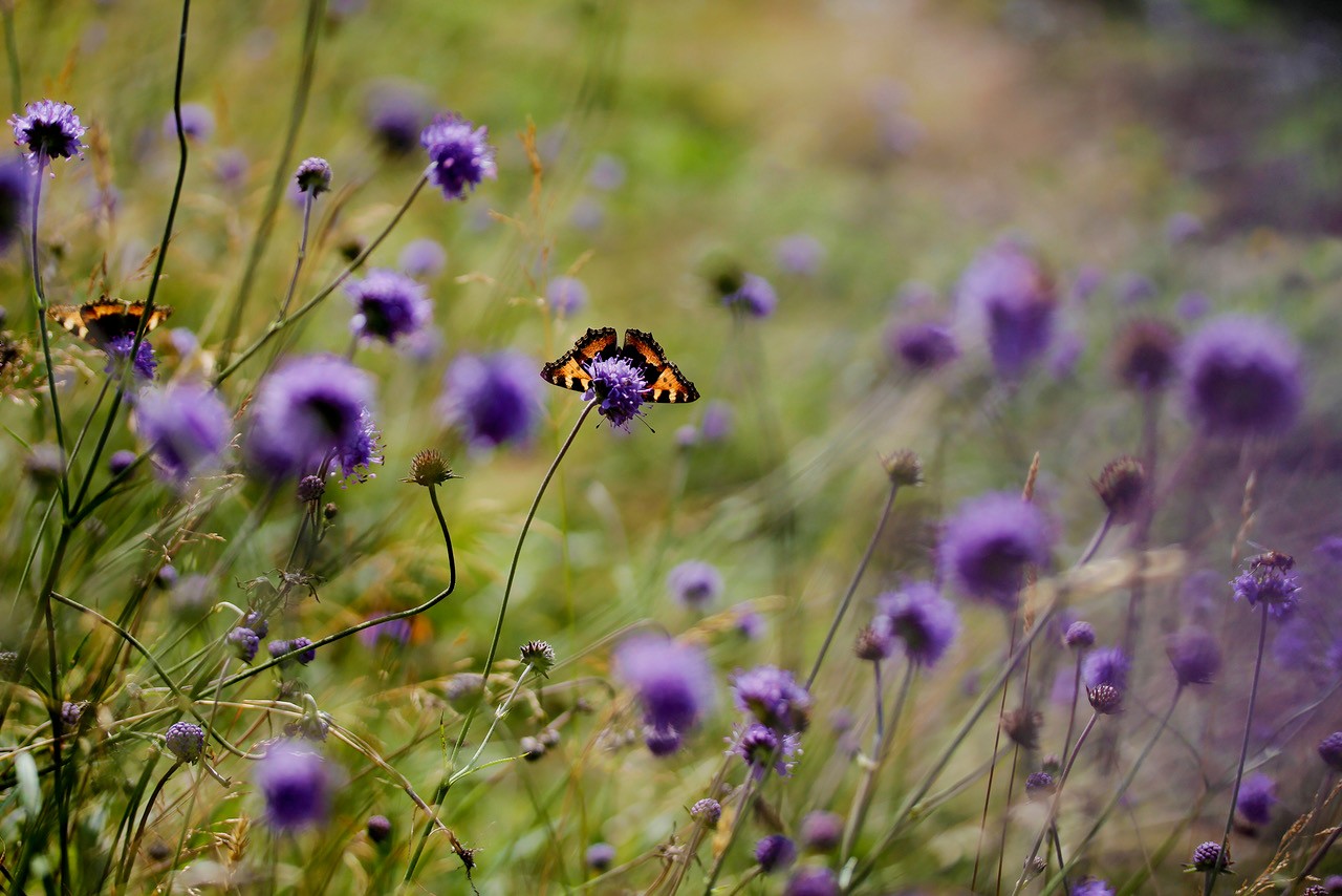 Naturen har brug for din hjælpe!
