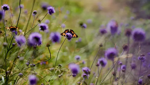 Som medlem skaber du grøn forandring