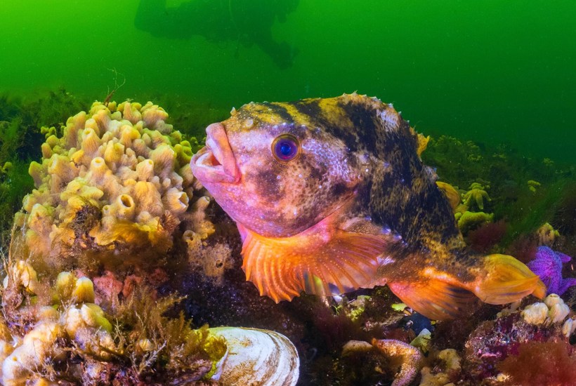 Endelig! Fiskeri efter kritisk truet stenbider stopper 
