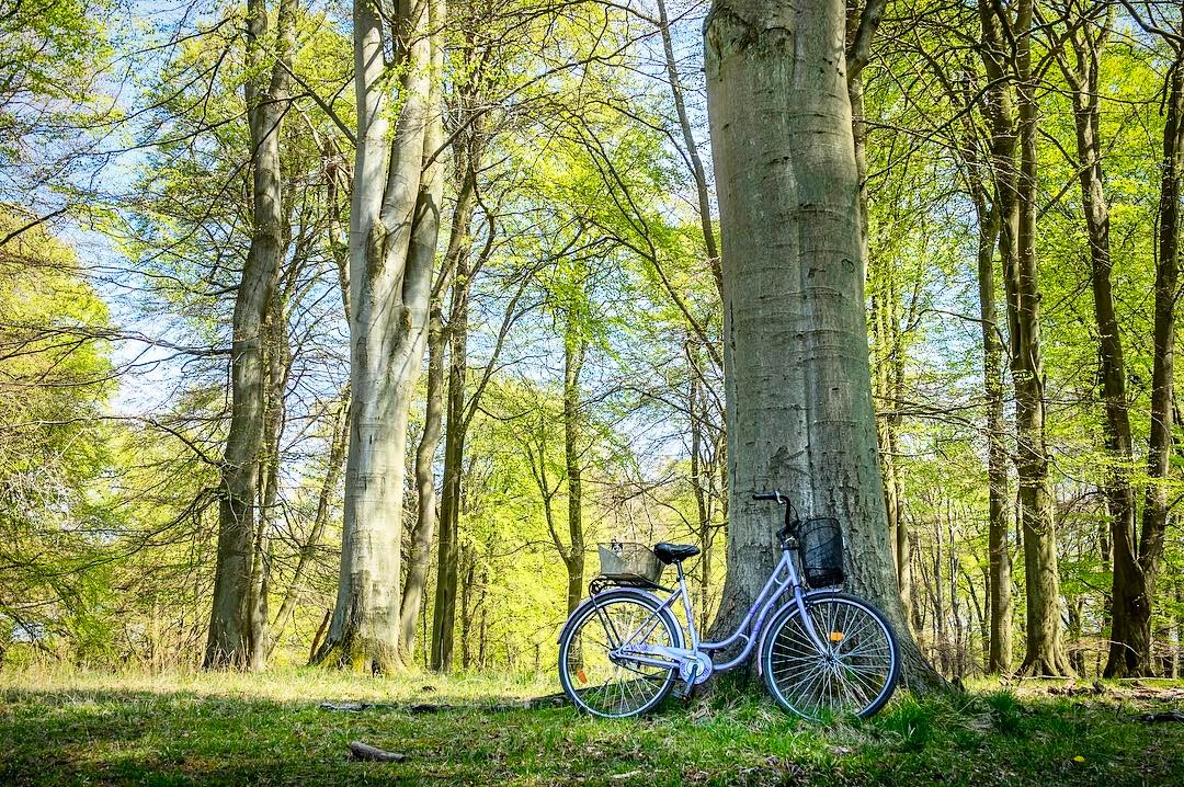 Vidunderlig skov: Dyrehaven