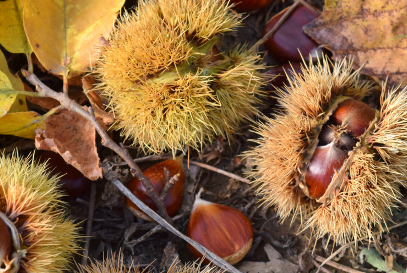 Efterår på menuen: 5 vilde nødder og kerner, du kan samle i naturen