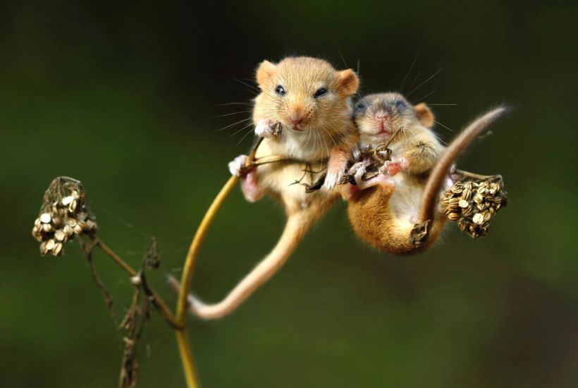 Golfbaner og plantager: Naturen i Danmark er beskyttet, men kun på papiret