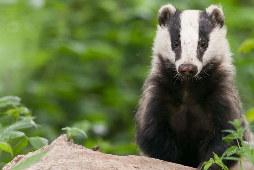Lige nu sker det under jorden: Grævlingens skjulte februarliv 