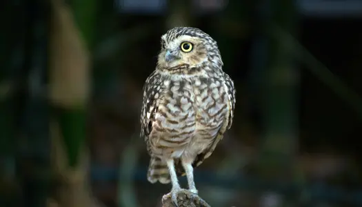 Få et tilskud til advokatregningen