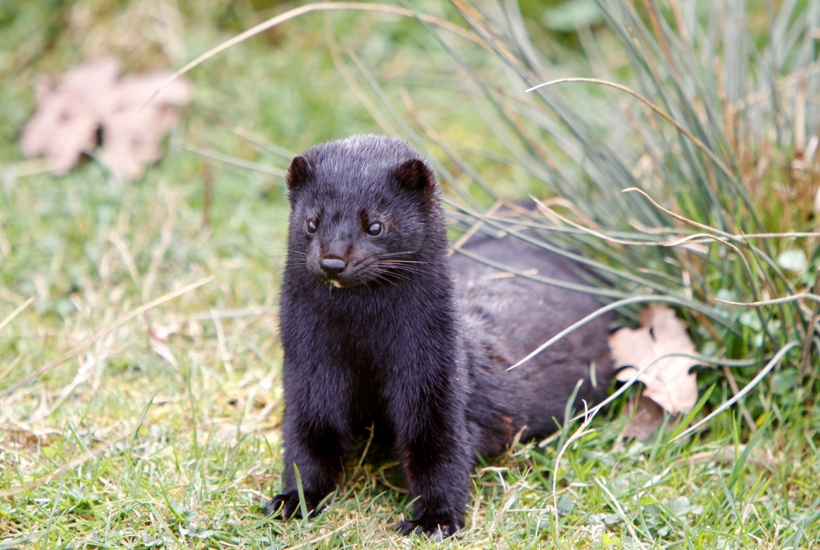 Minkavl tilbage i Danmark: Sådan skader det den danske natur 