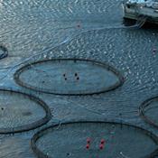 Stop for nye havbrug i Danmark: De sviner havet til