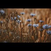 Forsker: Roundup skader vild natur og insekter - også længe efter sprøjtning