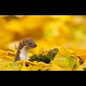 Landmand vil bygge boliger til små mårdyr