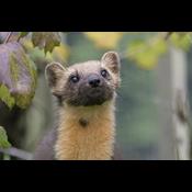 Mens arterne forsvinder: Regeringen udskyder redningsplan for naturen