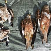 Ulovlige giftdrab på rovfugle savner efterforskning