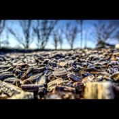 Lovkrav til biomasse løser ikke problemet