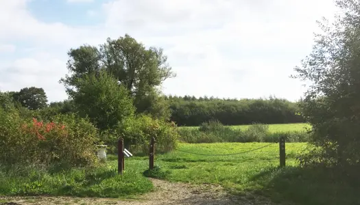 Danmarks mindste og sjoveste skov: Nøffelskoven