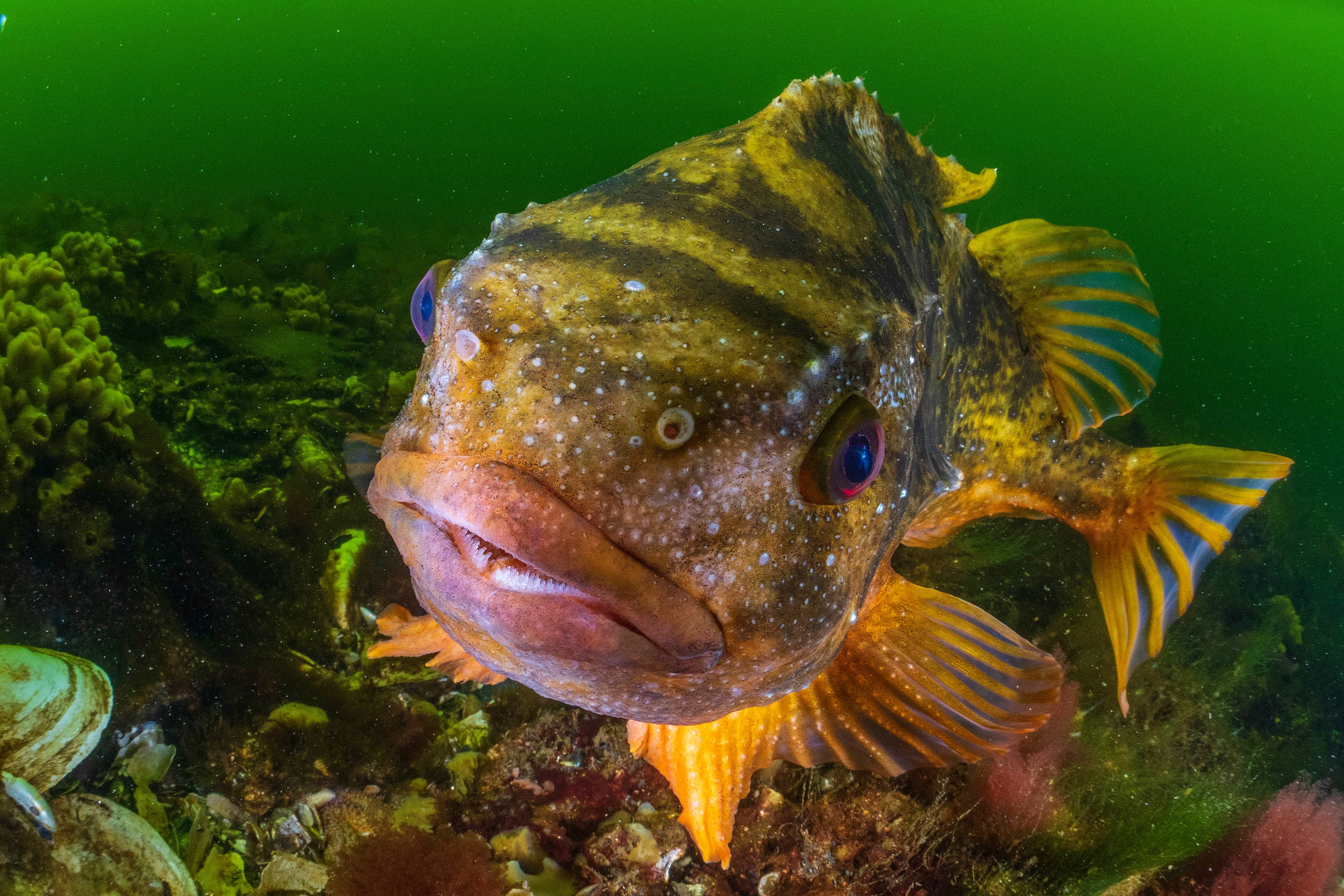 Guide: Sådan spiser du fisk med omtanke til jul og nytår | Danmarks ...