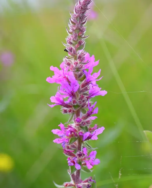  Kattehale (Lythrum salicaria)