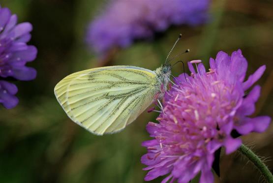 12. Grønåret kålsommerfugl