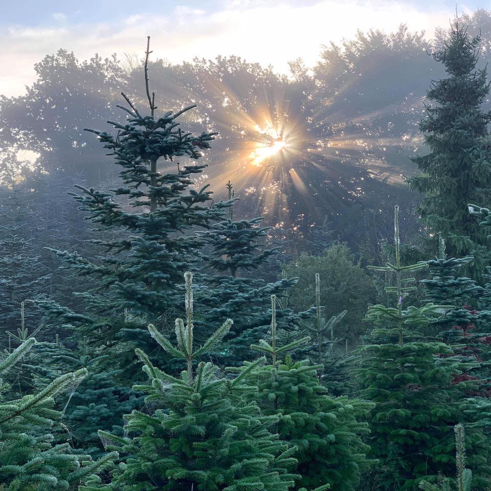 Grangården i Skanderborg sælger økologiske juletræer