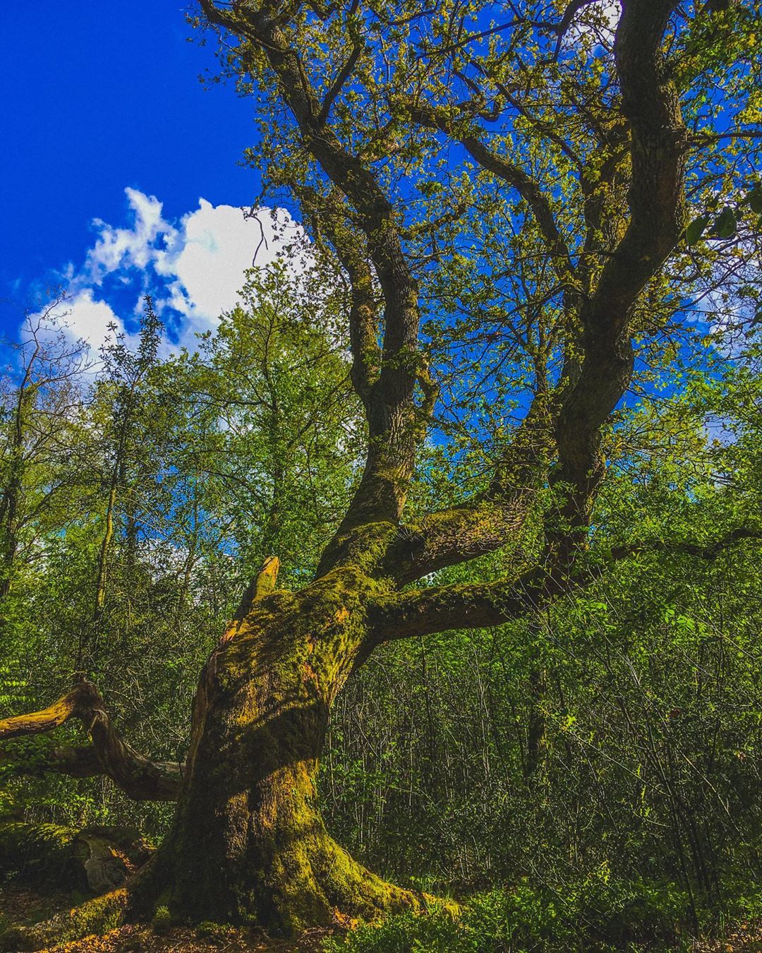 Et træ i Draved skov