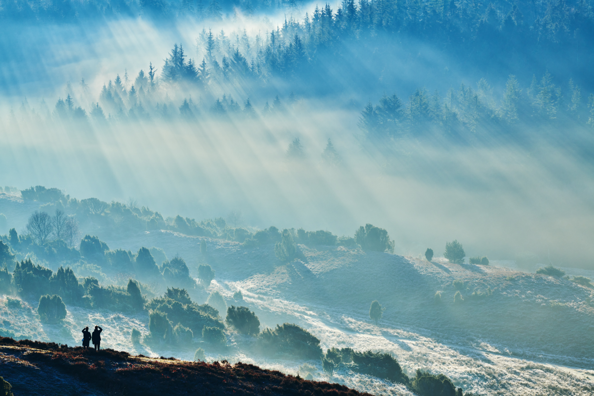 Rebild Bakkers natur i blå-hvide nuancer grundet tåge og sollys