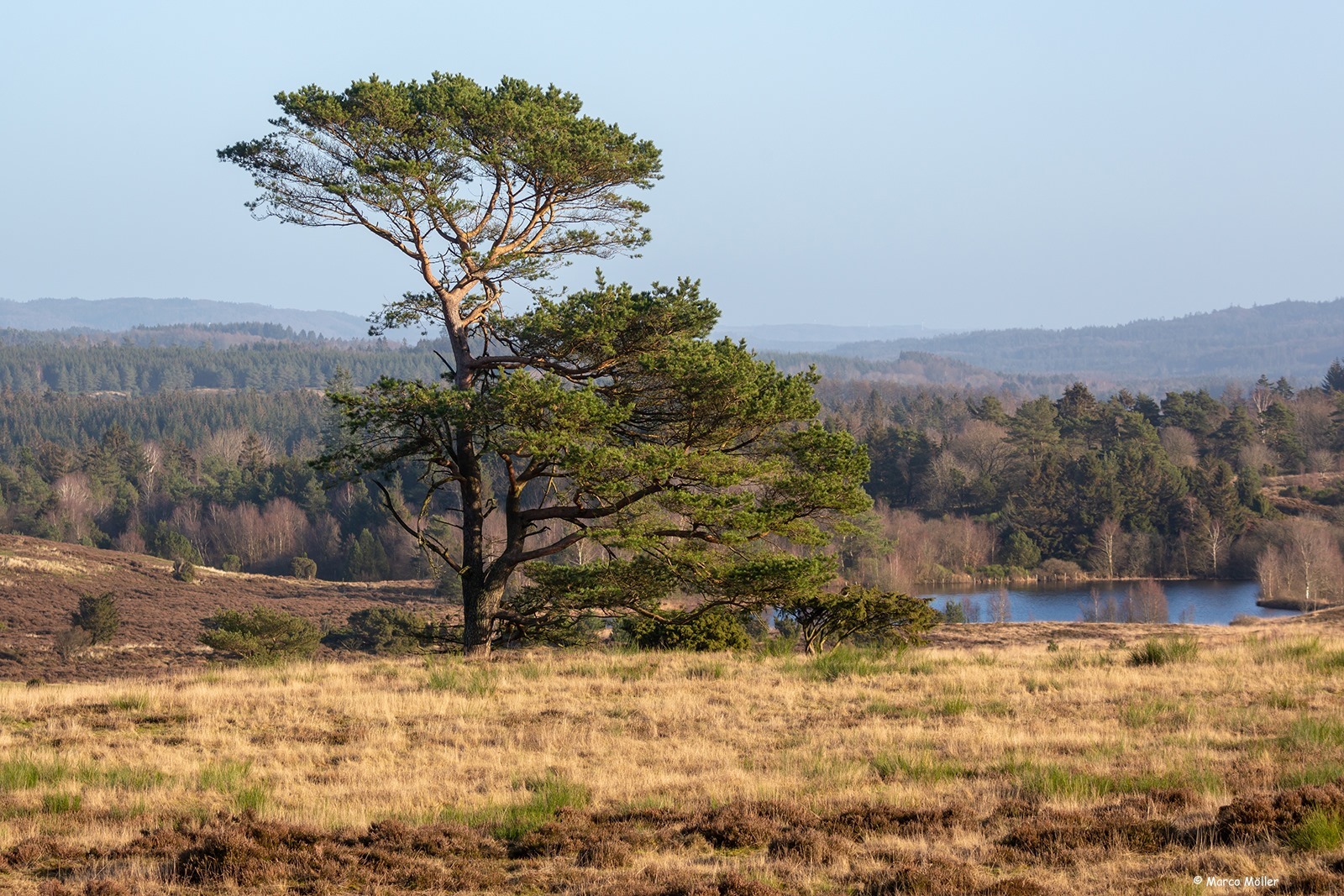 Vrads Sandes åbne landskab der viser en sø og skov i det fjerne