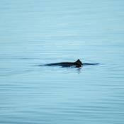 Danmarks lille hval i Østersøen er truet
