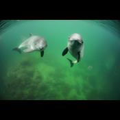 Efter grønt pres: Politikerne udskyder udledningen af urenset kloakvand til Øresund