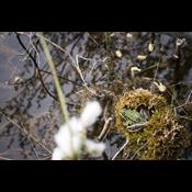 Danmark dumper i 17 ud af 19 internationale naturmål