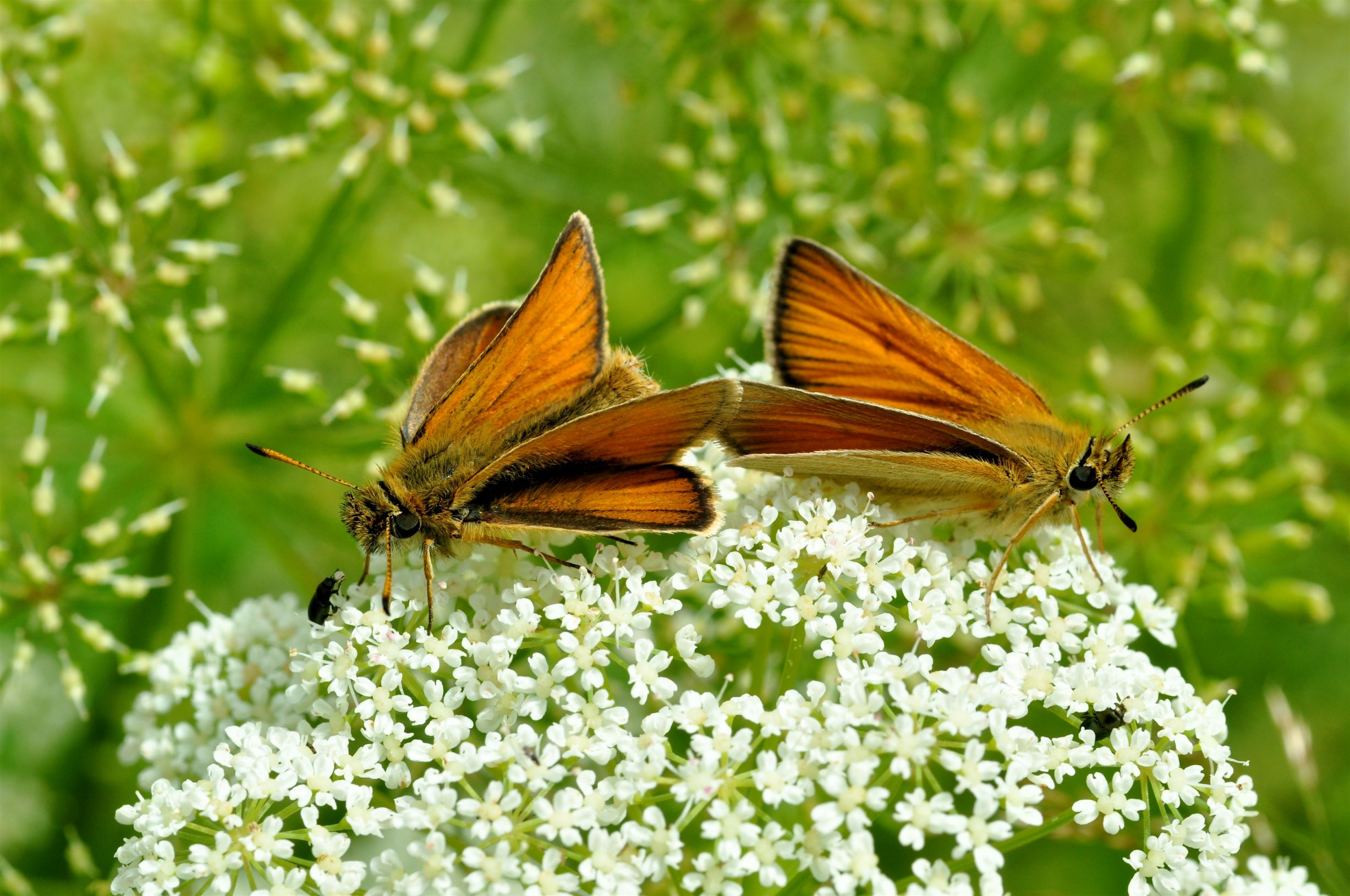 To stregbredpander som er en han og en hun set fra oversiden siddende på en blomst