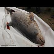 Forskere anbefaler: Red Østersøens marsvin med alarmer på fiskenet