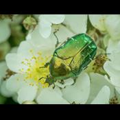 Grøn guldbasse på jagt efter dine blomster