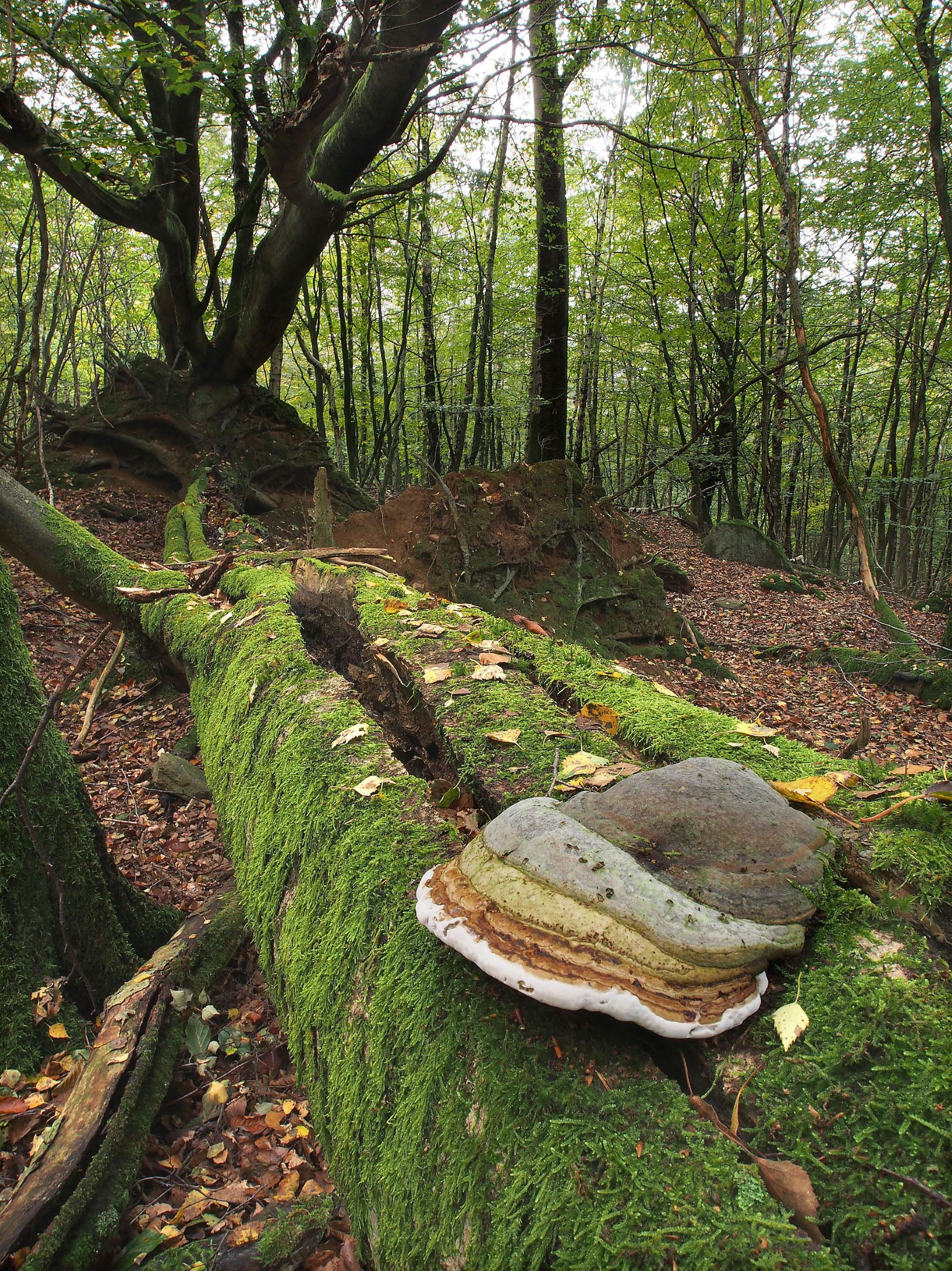 Skoven Almindingen indefra med træer af forskellig tykkelse og et væltet træ i fokus med mos på stammen