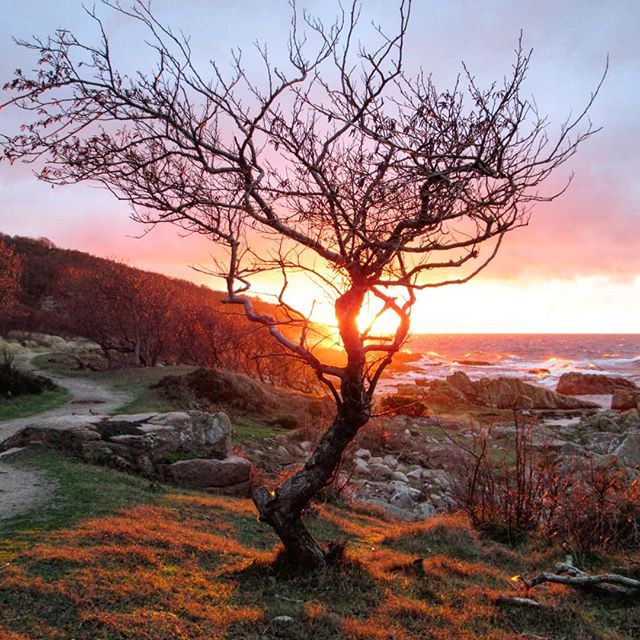 Hammerknudens udsigt ved solnedgang med et træ i midten af billedet