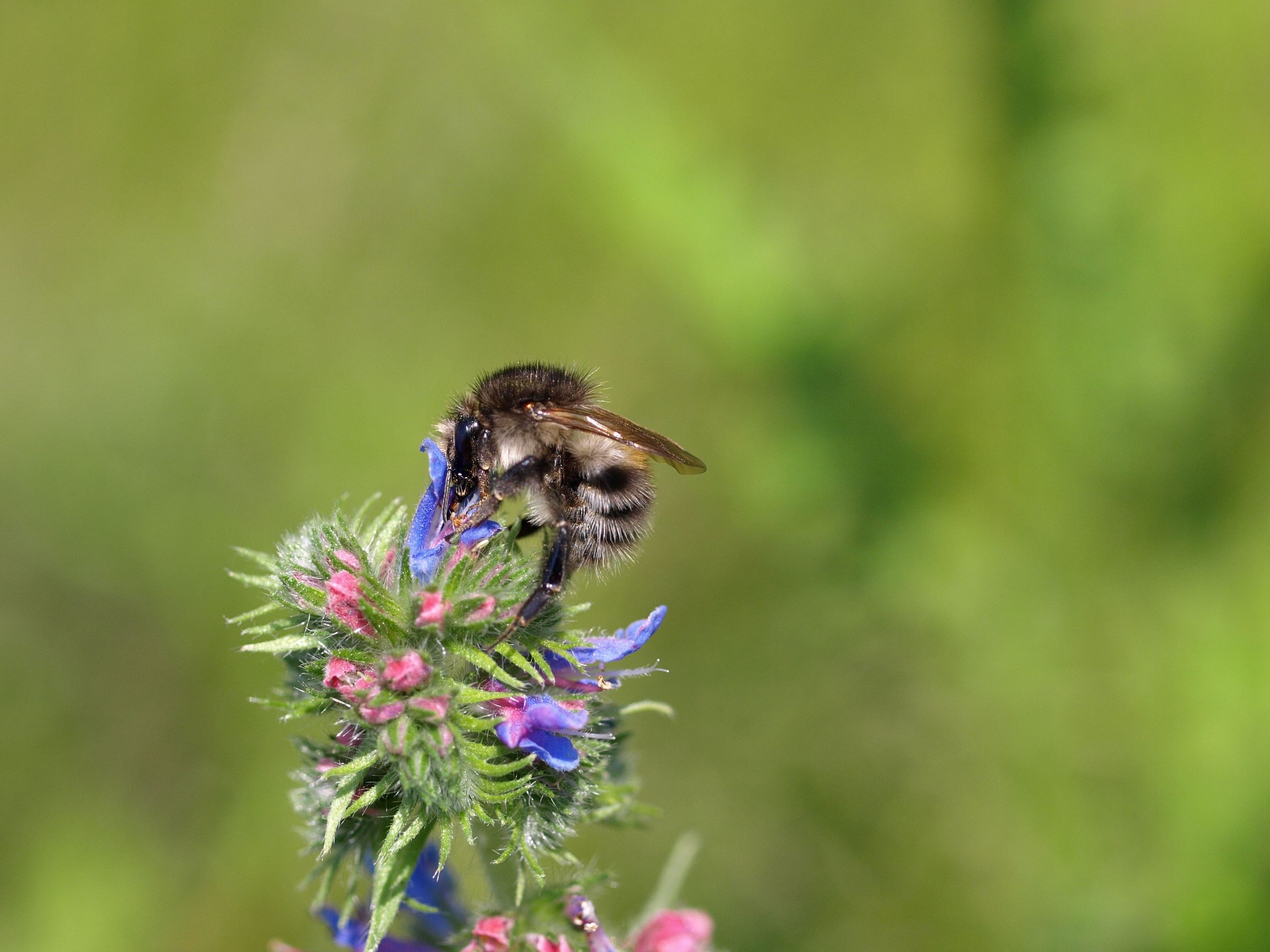 kalligrafi Blive kold overholdelse Mød de 7 mest almindelige humlebier - Danmarks Naturfredningsforening