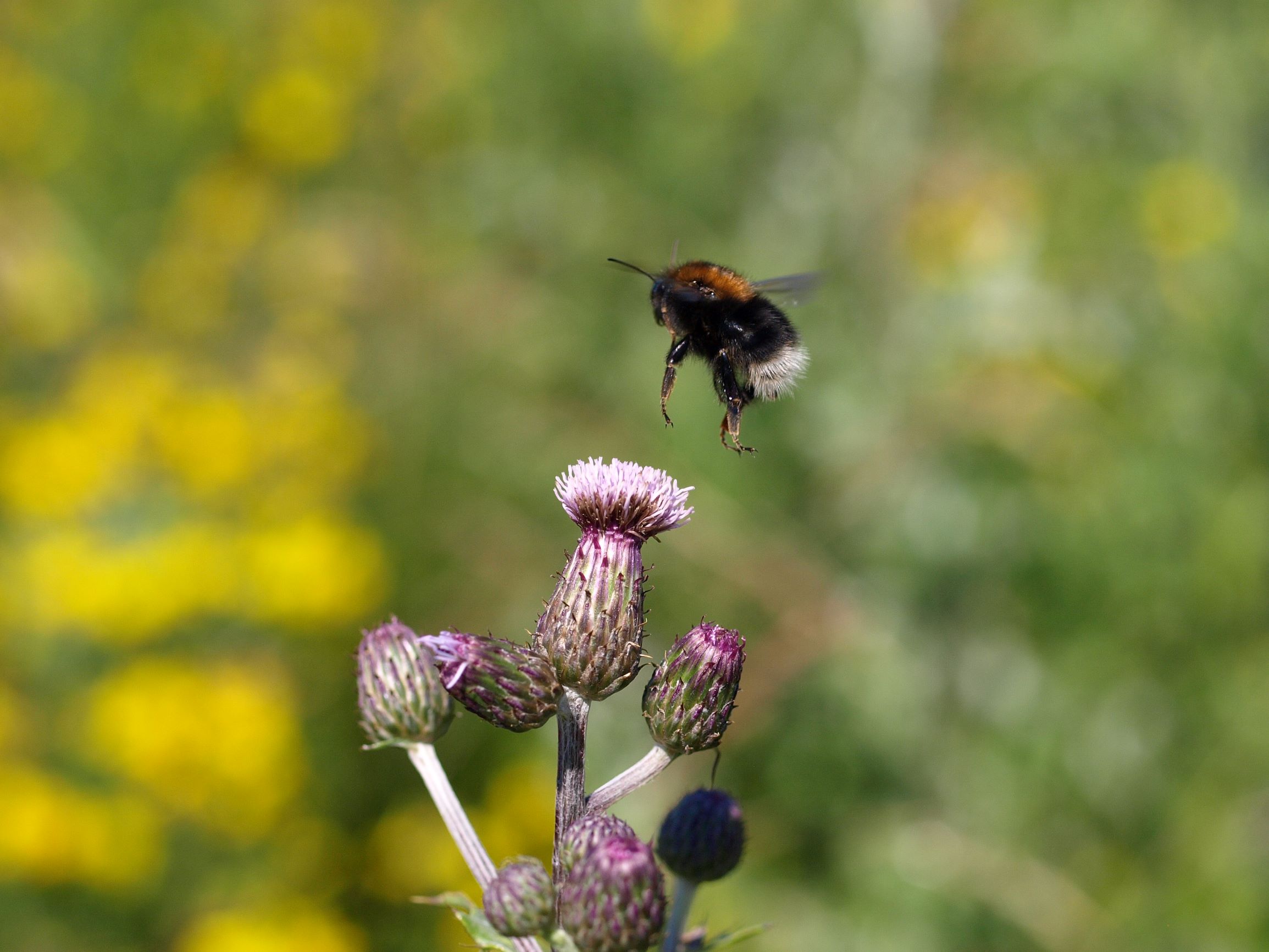 Mød de 7 mest almindelige humlebier 