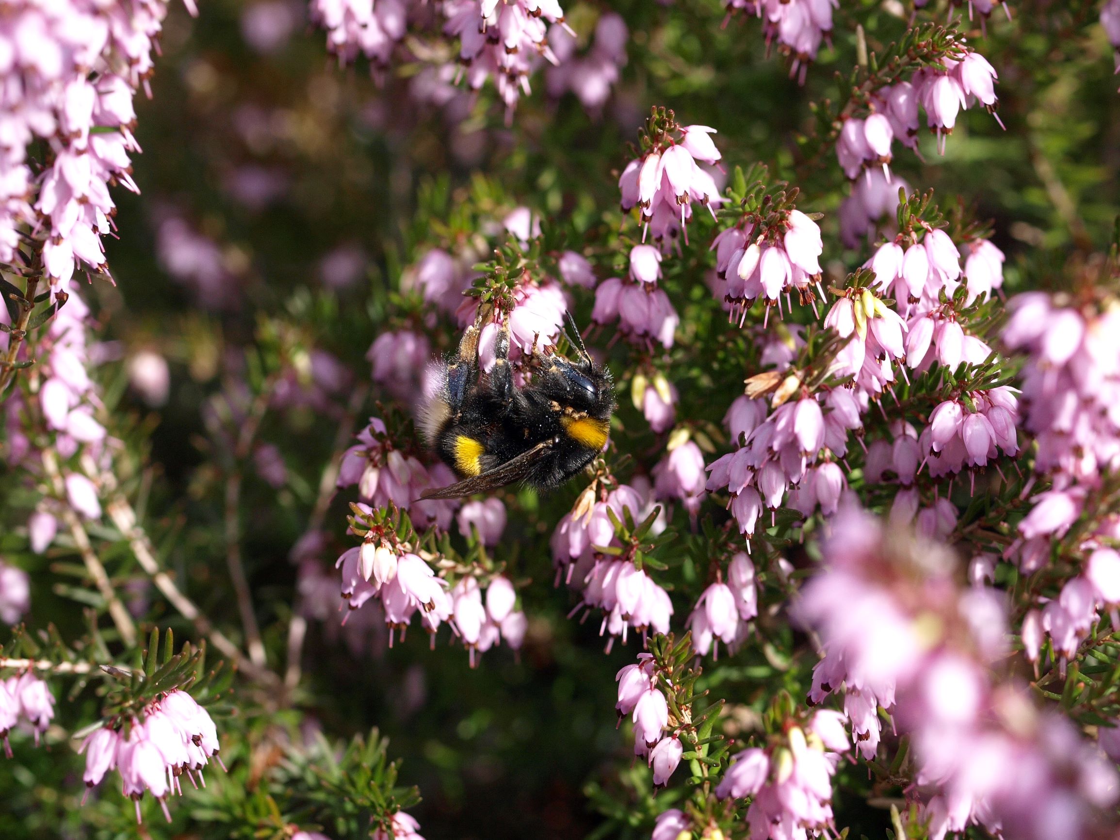 dug lineær Koncentration Mød de 7 mest almindelige humlebier - Danmarks Naturfredningsforening