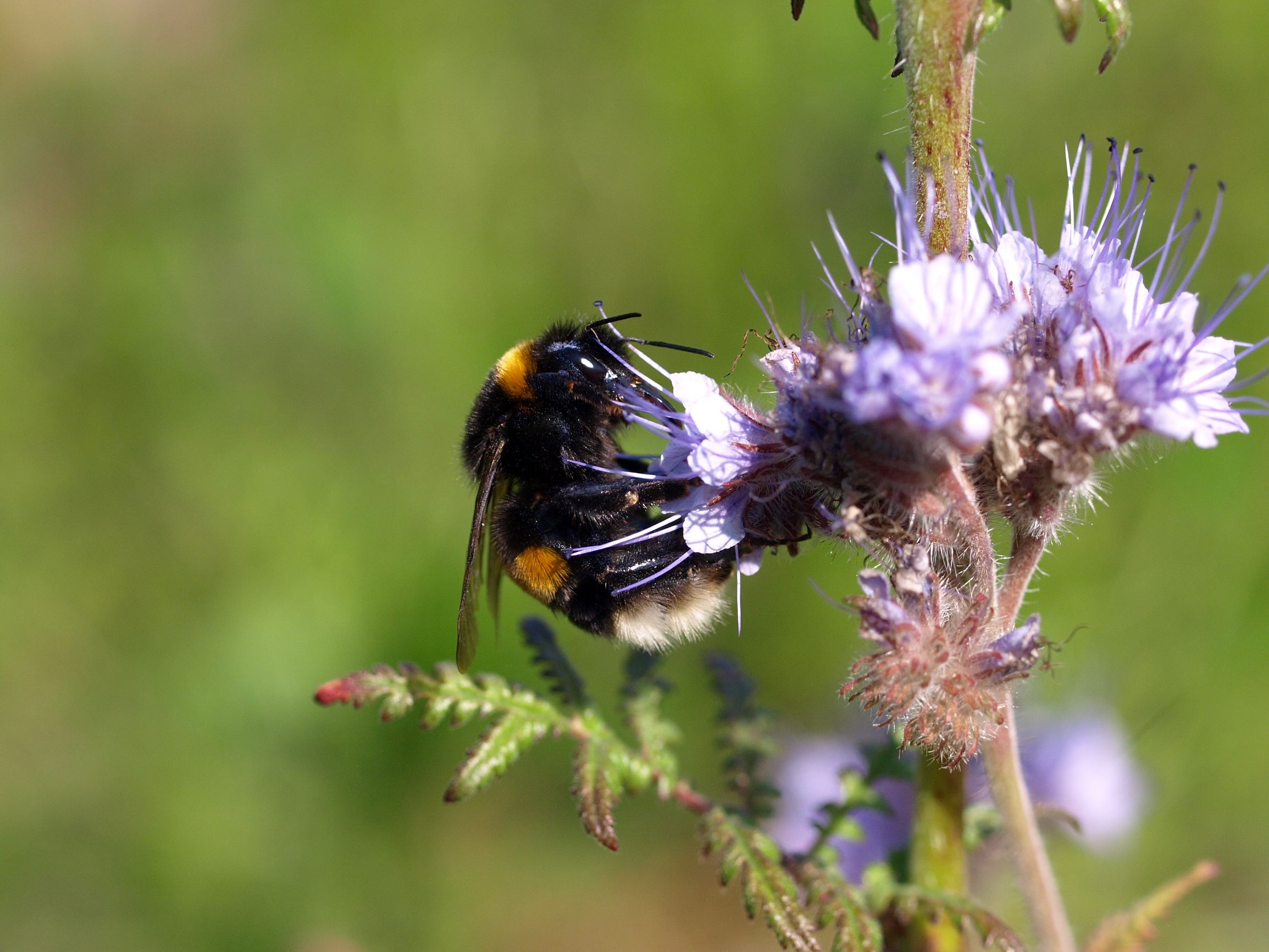 7 mest almindelige humlebier - Danmarks Naturfredningsforening