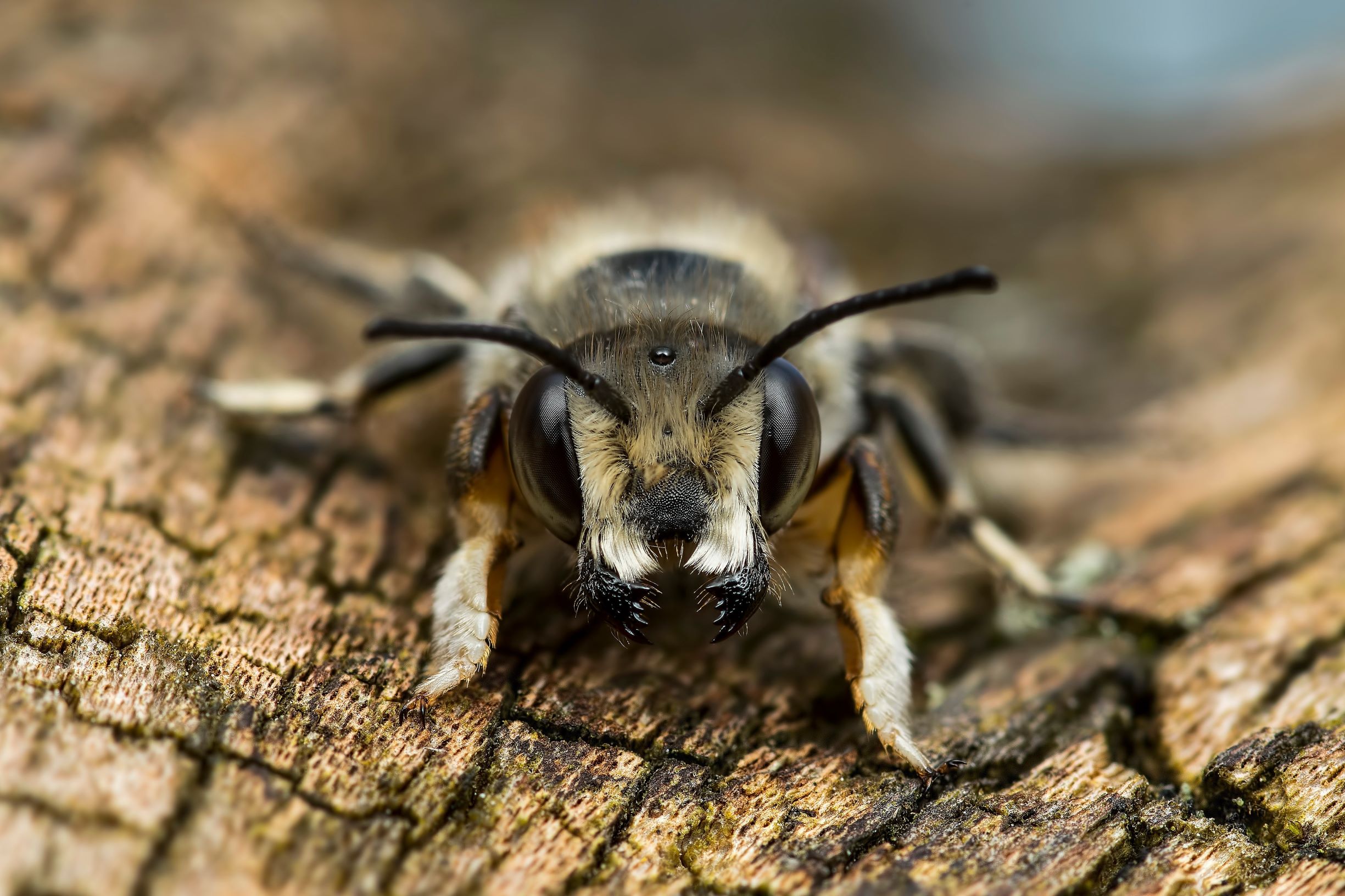 Lær de enlige bier at kende 