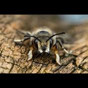 Lær de enlige bier at kende