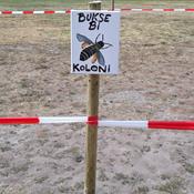 Buksebier fik deres eget areal på campingplads: De skal have fred til at grave