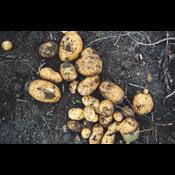 Miljøstyrelsen ignorerede forskeres råd om ikke at tillade farlig sprøjtegift