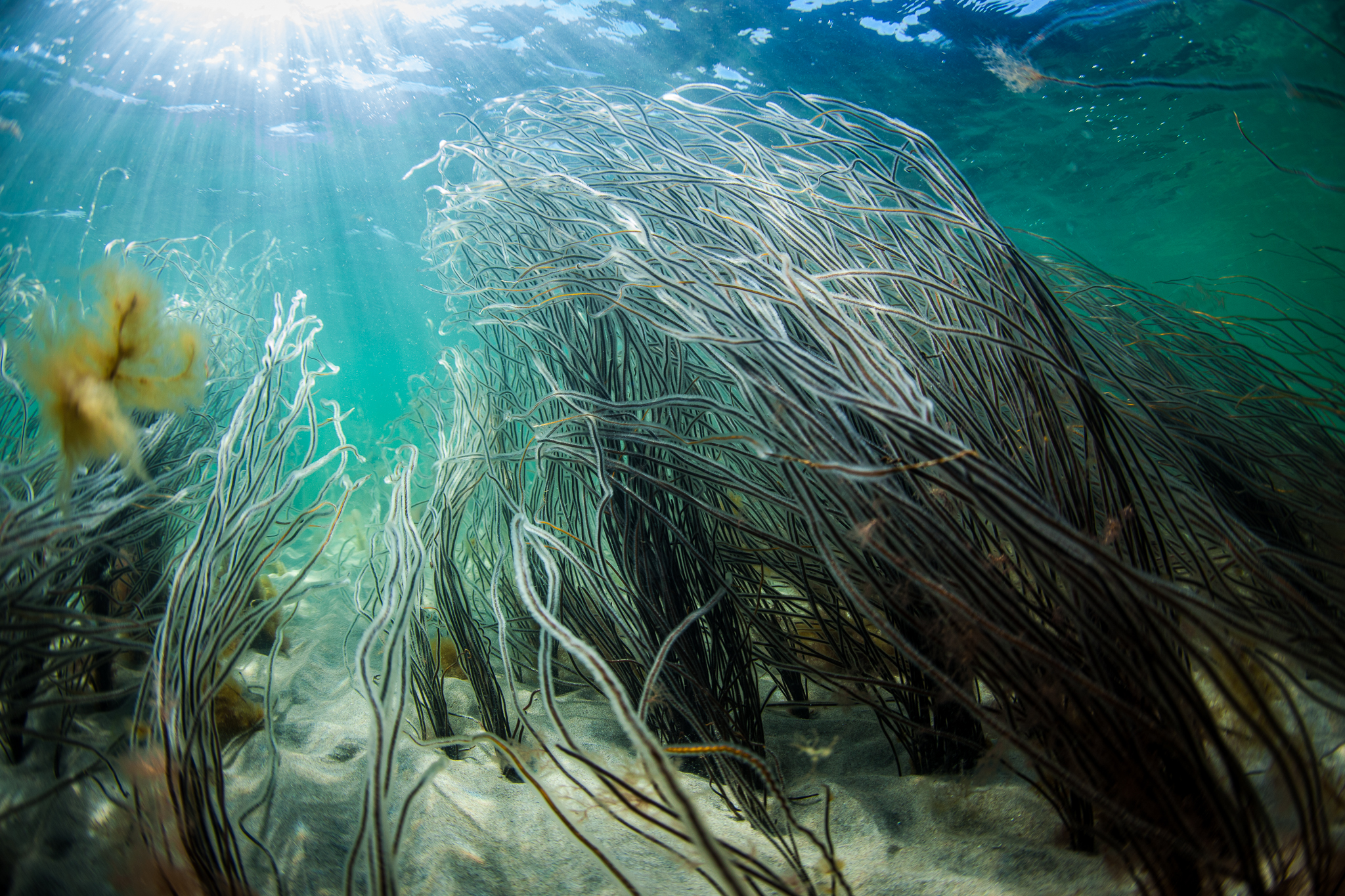 Undervandsfotograf elsker vores danske hav: Lige så sjovt som Great Barrier Reef
