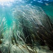 Undervandsfotograf elsker vores danske hav: Lige så sjovt som Great Barrier Reef