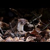 Rottegift kan dræbe små mårdyr